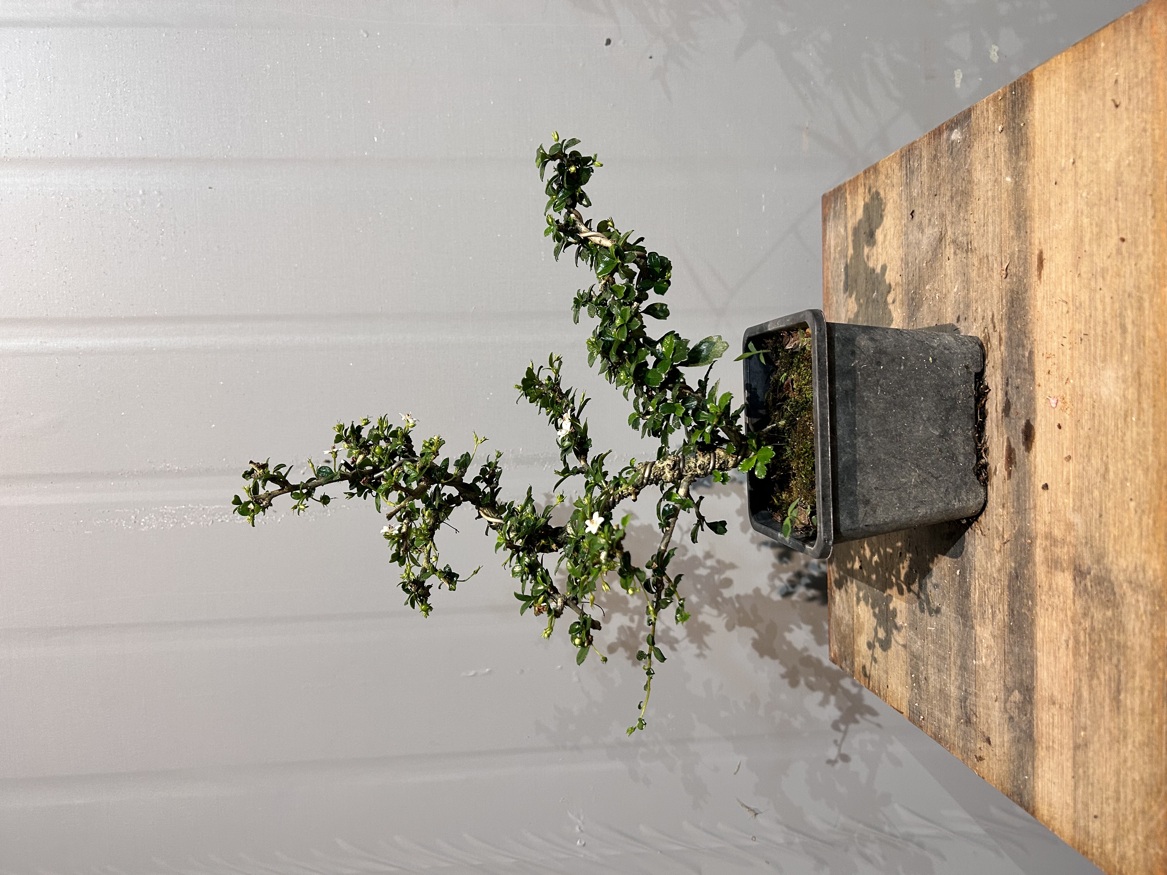 【AW】造型小叶福建茶好养懒人绿植盆栽阳台庭院木本植物