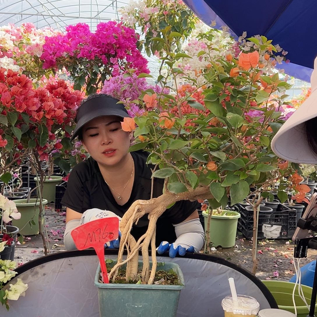 用***2大部分花苞少量开放M76波妹