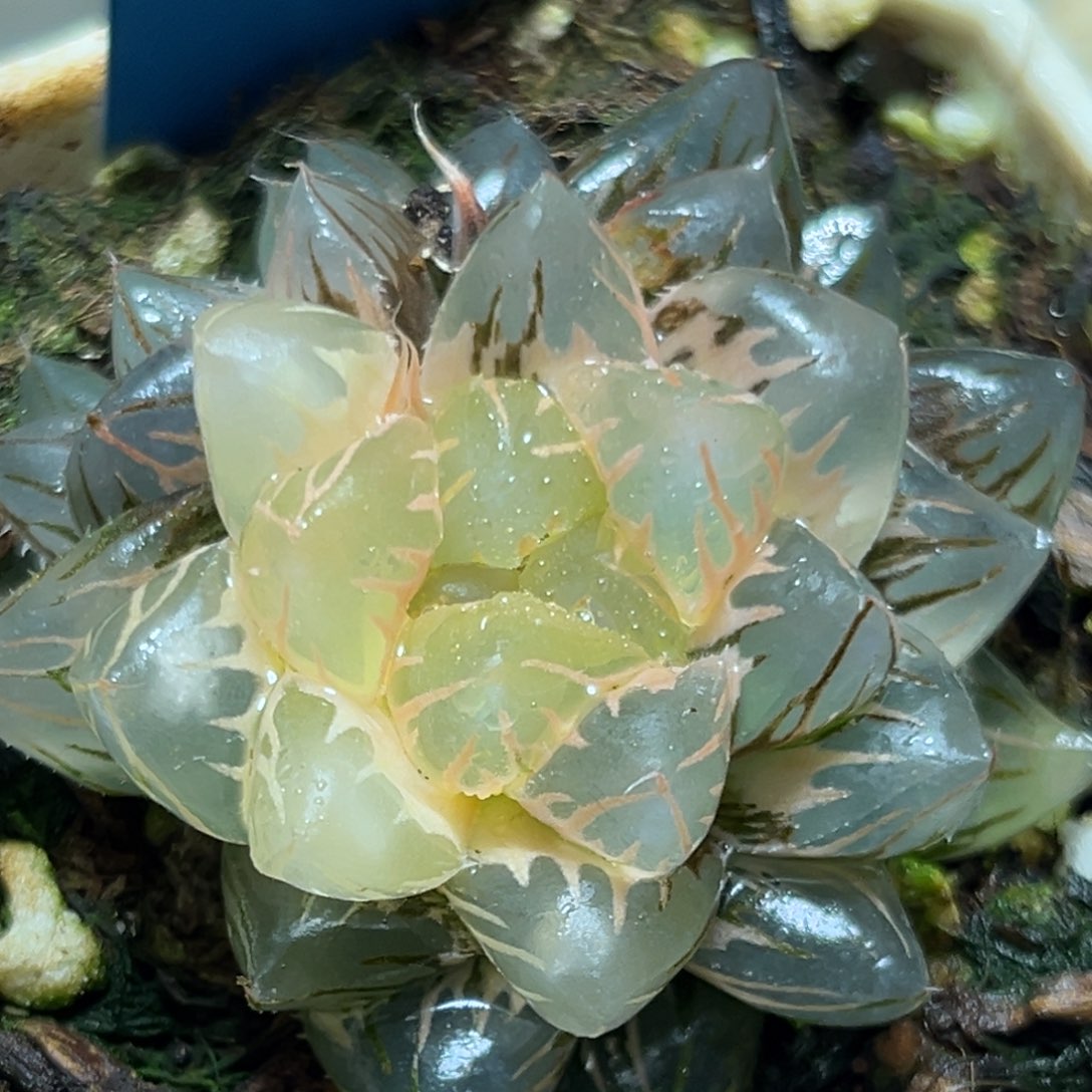 恭喜发财大吉大利976