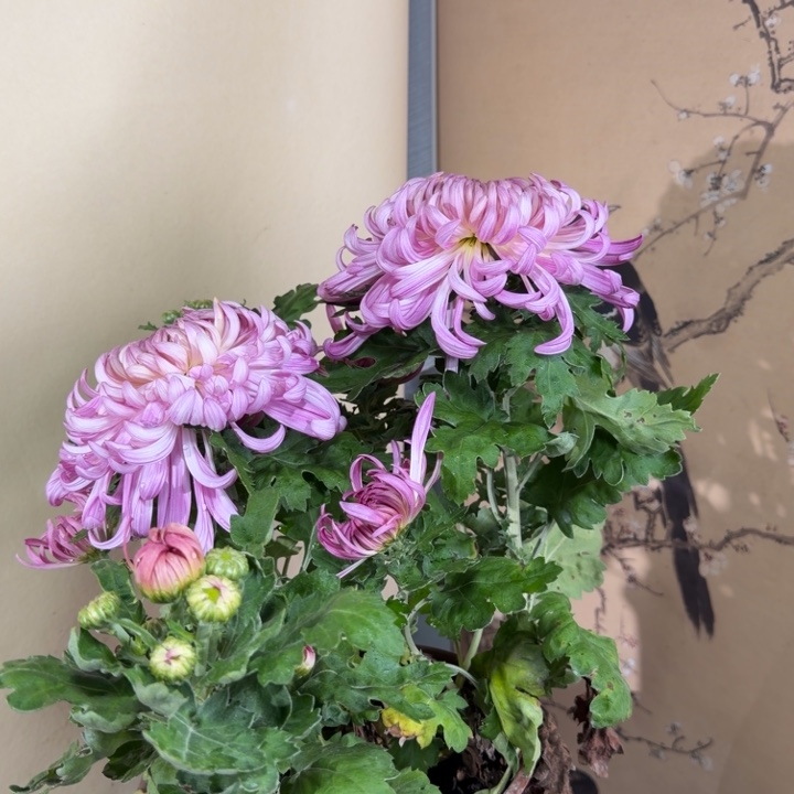 完全开放G5555555