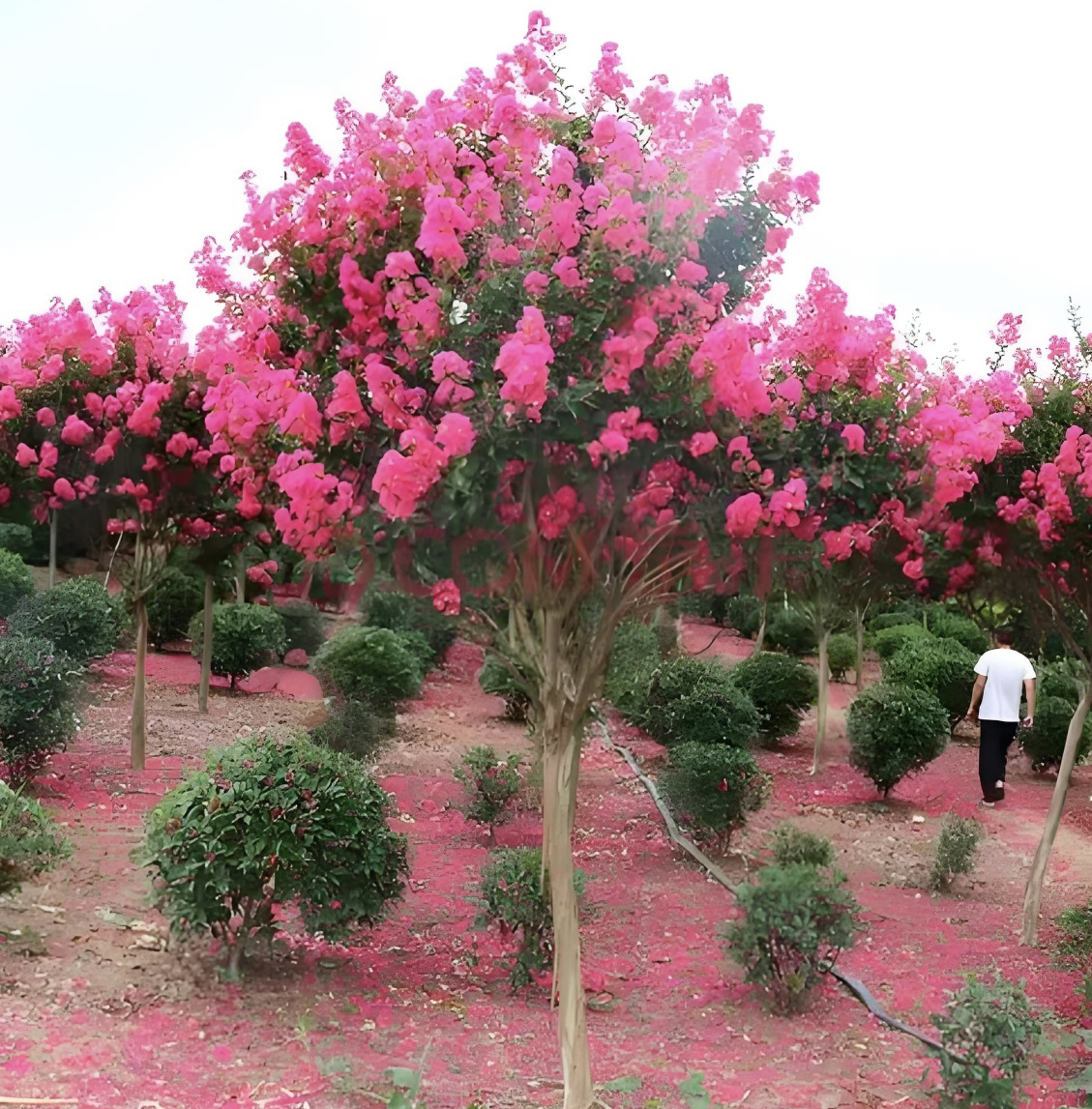 160-240一物一拍原生紫薇三角梅花卉盆栽古香古色韵味南天竹盆栽