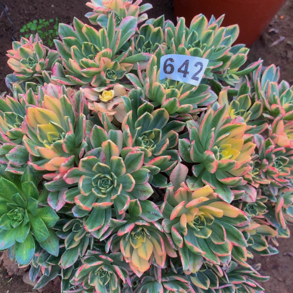 【闪购商品】642甜茶多肉