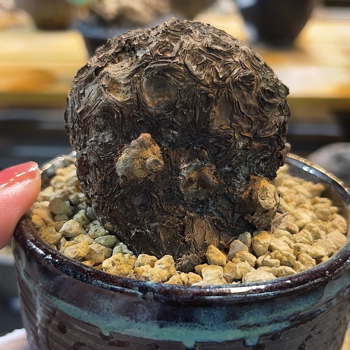 S***N汤圆植物一叶龟188