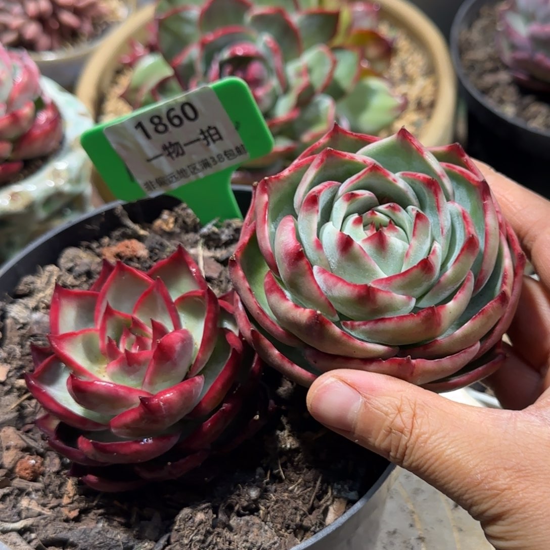 云南精品多肉1860