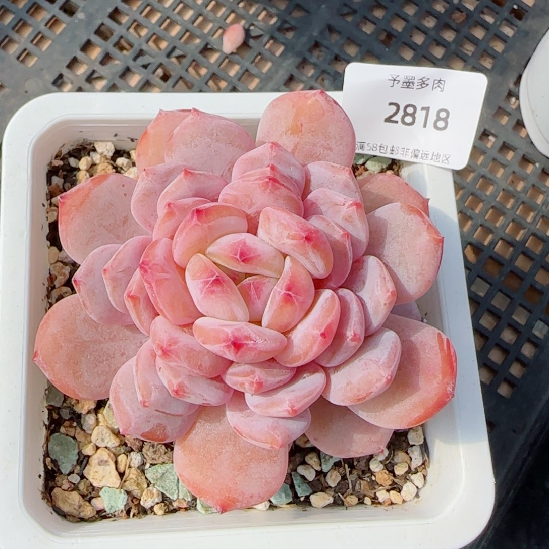 星星橙，2818多肉植物