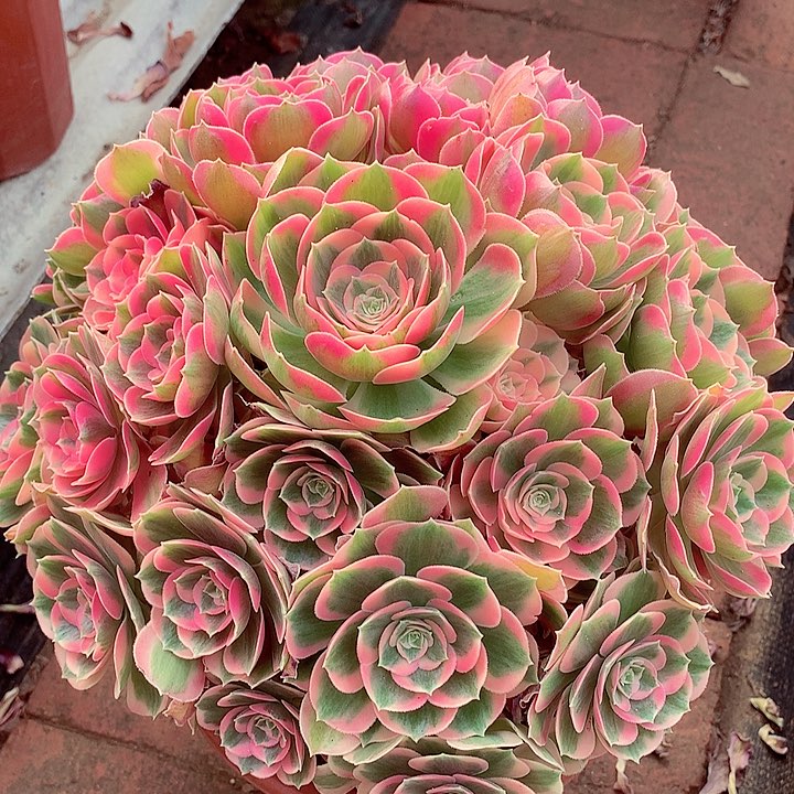 福利粉女郎，多肉植物