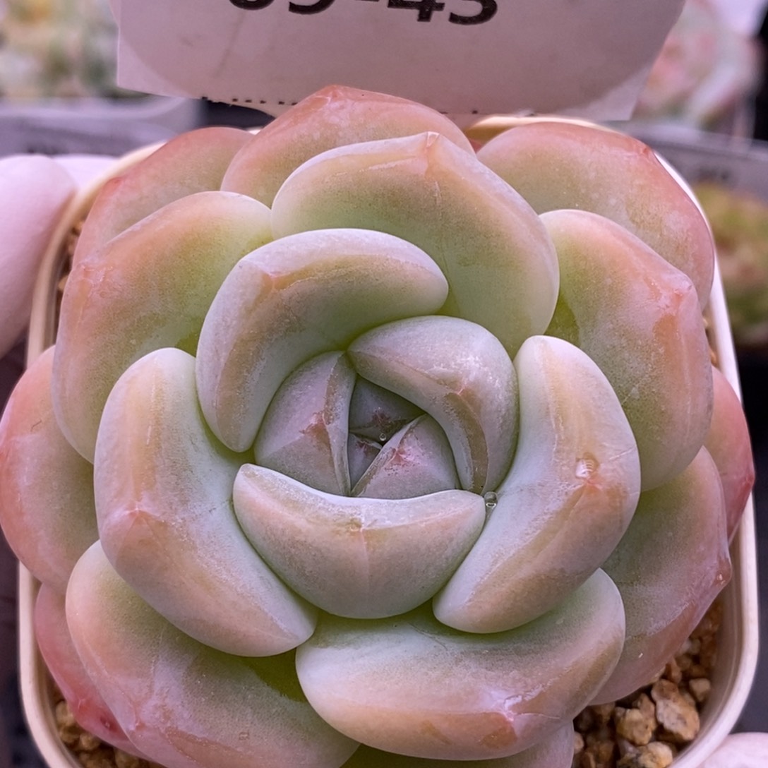 【闪购商品】09-43