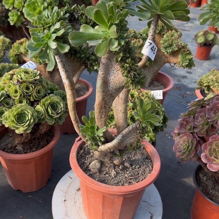 潍***城多肉植物绿法师缀746