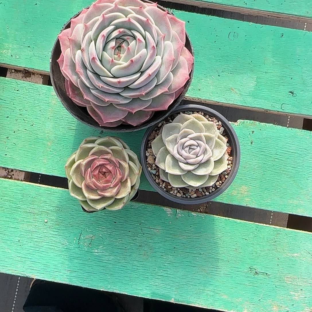 婕***卡3颗寄养。          