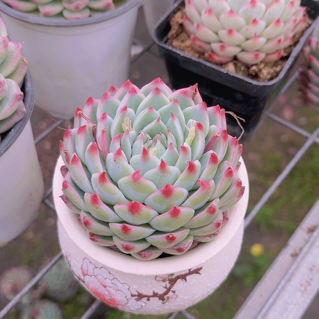 桃夭仙子00000909