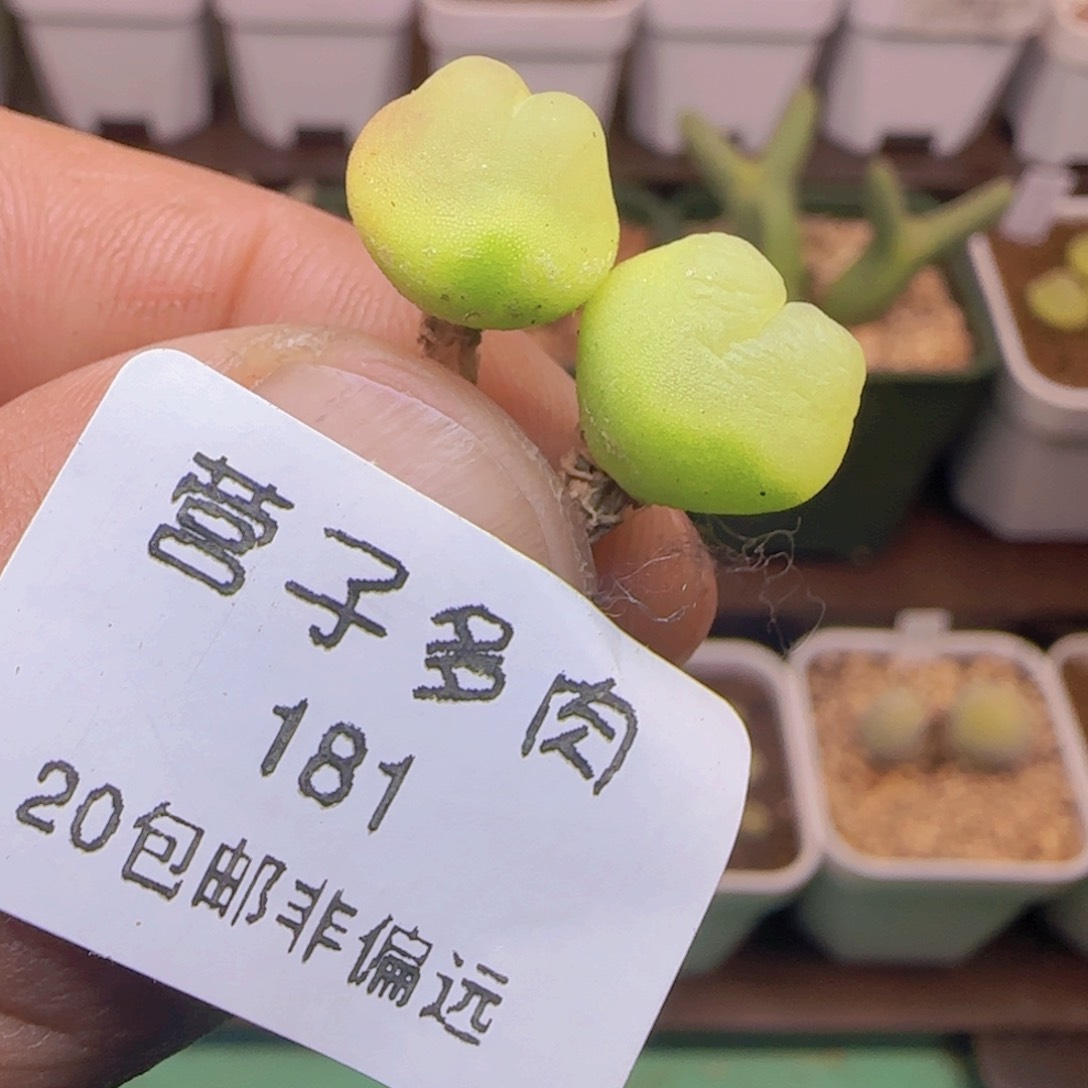 拉登两颗1.2福利。     