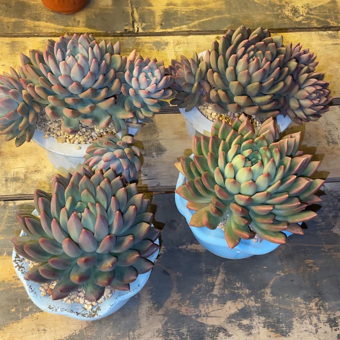 九***莉多肉植物一物一拍