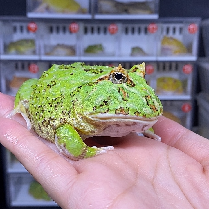 特价秒杀一切顺利