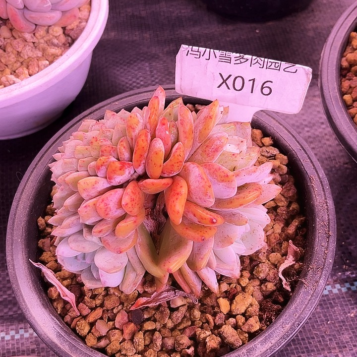 ?***悔我是第一百个为妖刀应援的阴阳师