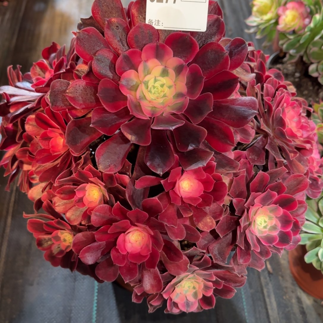 6277多肉美杜莎多肉多肉