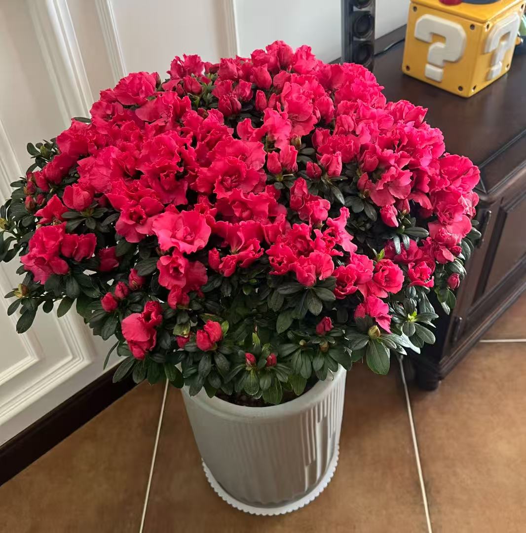 【李先生】 玫红色（福利款）！！杜鹃花盆栽室内外花园绿植