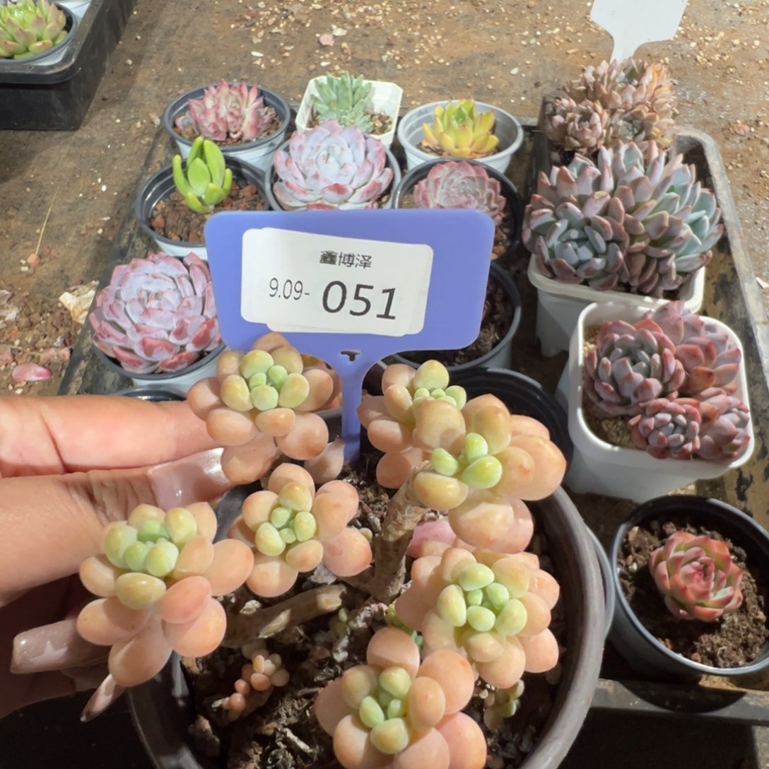 ❤️*定向9.09-051 