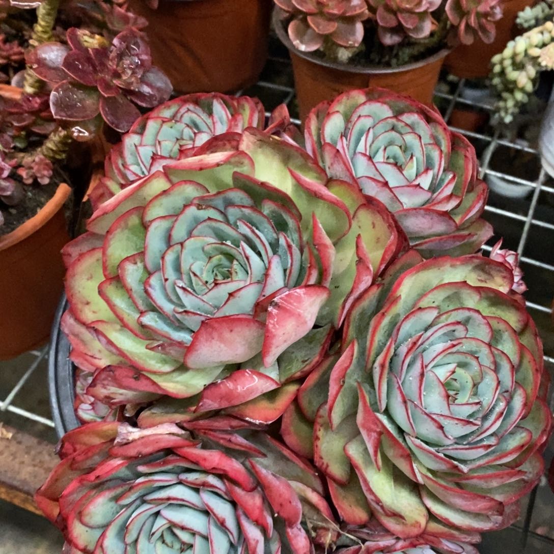 牡丹亭五大头起发，230杯