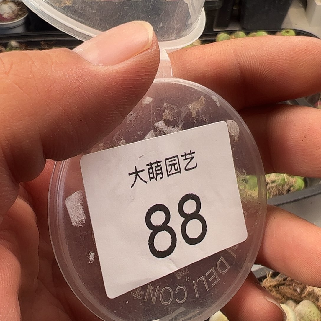 一***三一物一拍。     88