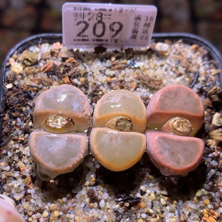 精品生石花28.209