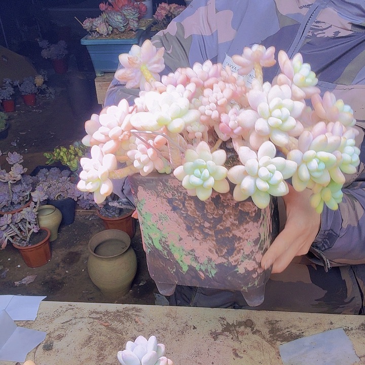 你***的大木糖醇多肉植物多肉福利