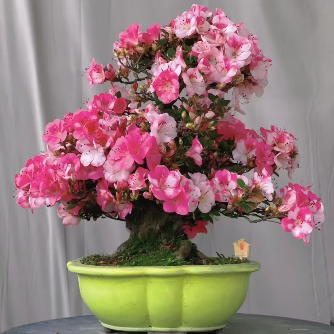 杜鹃造型盆栽花卉造型带花苞发货直播间 一物一拍