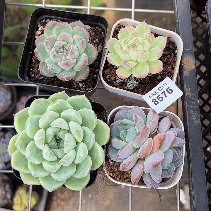 阿雅园艺。            8576