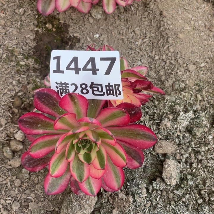 半****u1447倾城多肉二号棚L