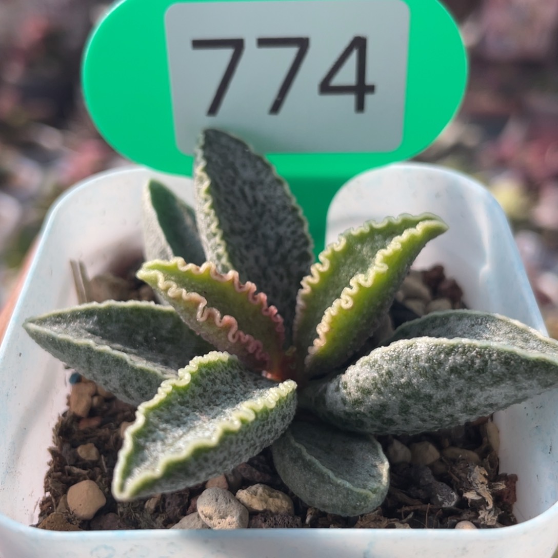    大波浪园艺7号。 774 