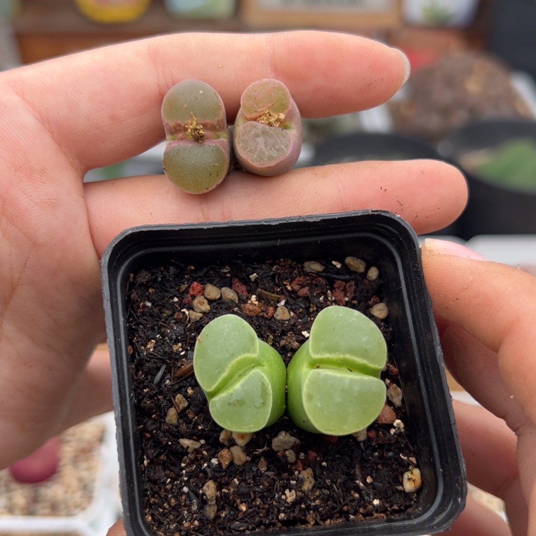 石***派052号风铃3颗 多肉植物