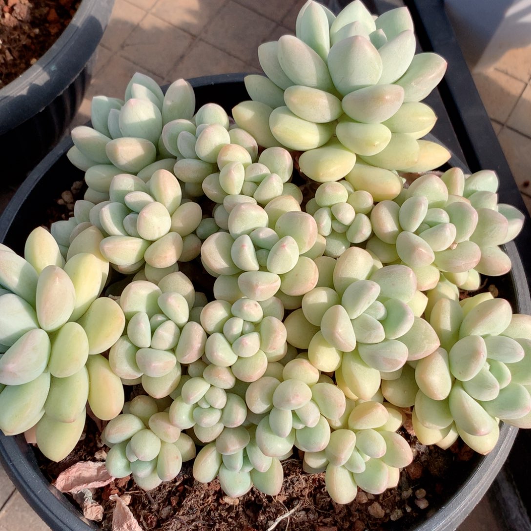 多肉植物一物一拍