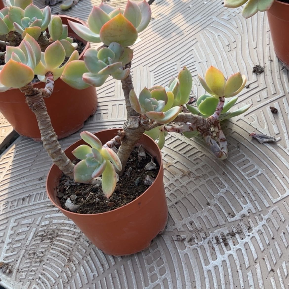 【闪购商品】无花朵橙*森