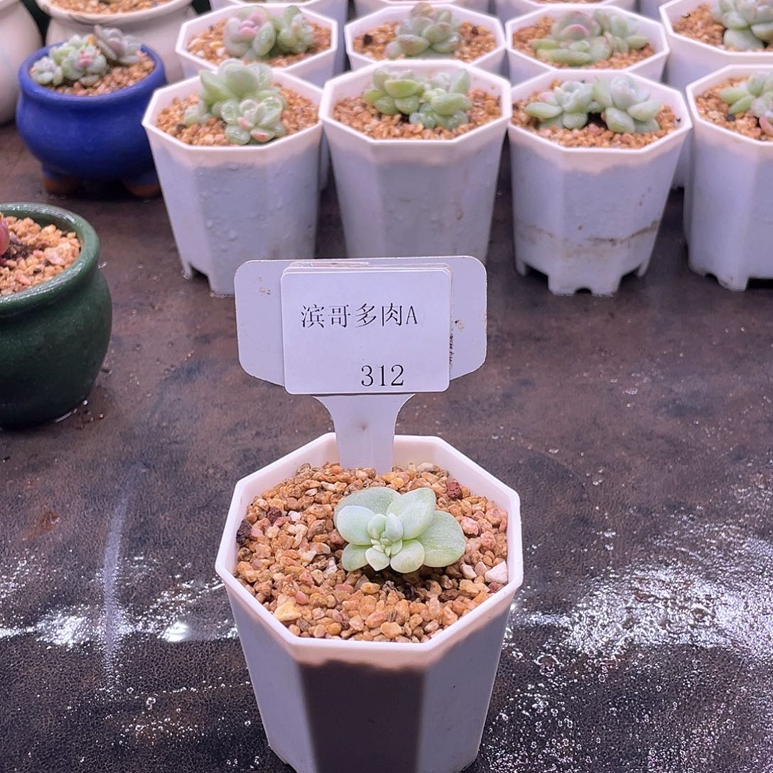 布****滨哥多肉A312冰玉石化锦