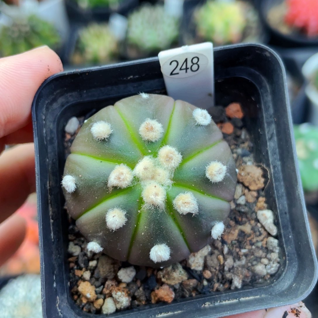 盆5公分满25包邮裸根发货