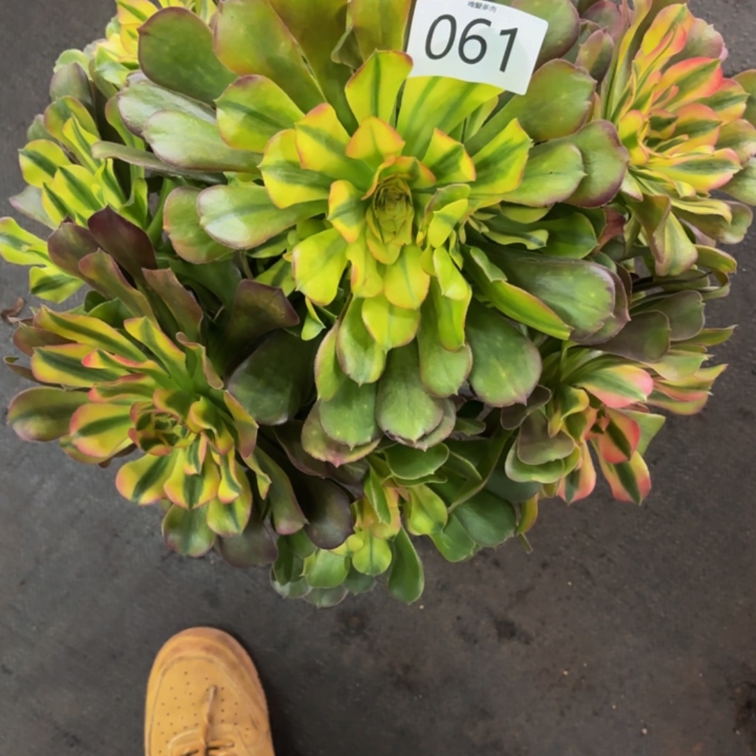 墨***汐哈哈多肉葡萄福利061