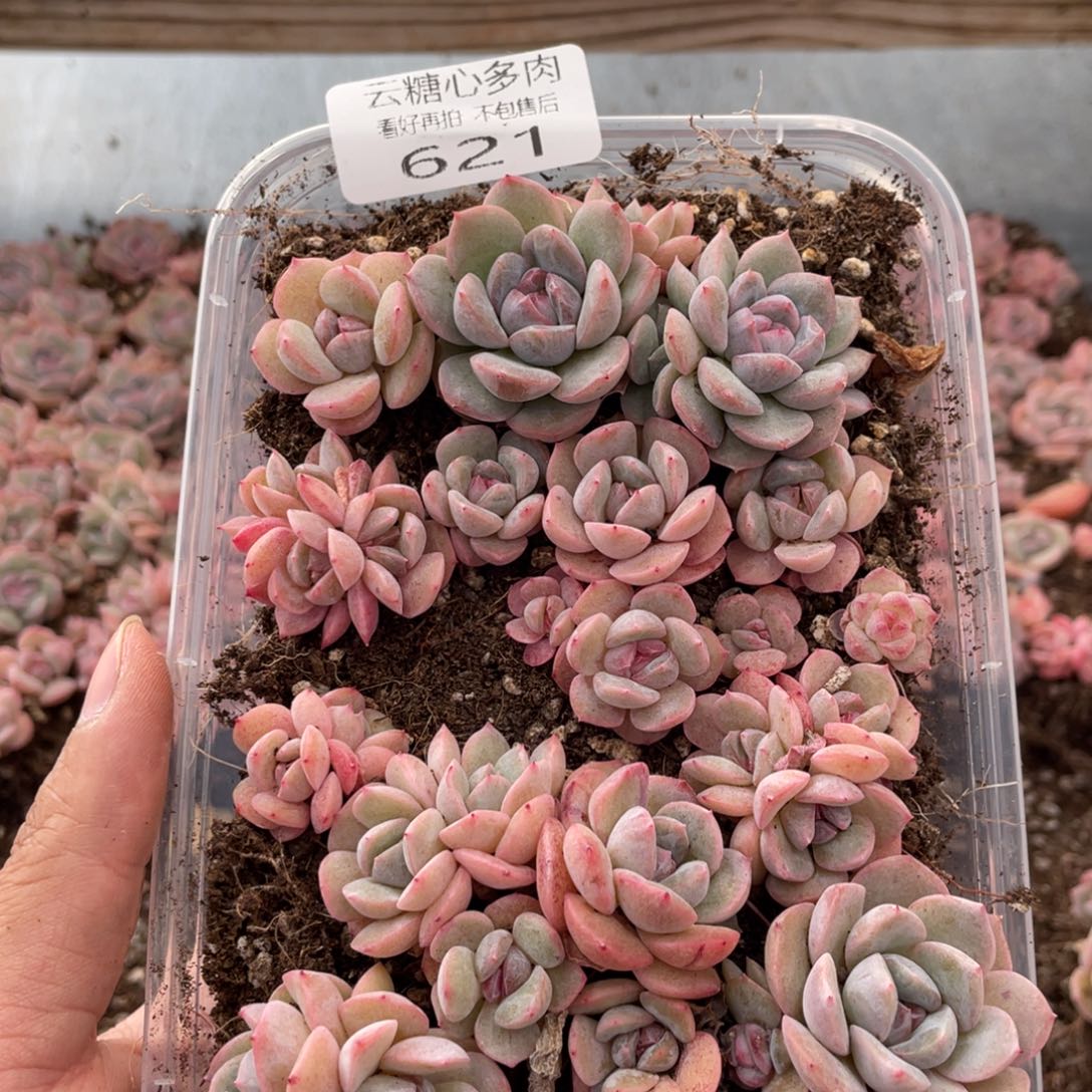 云糖心多肉植物621
