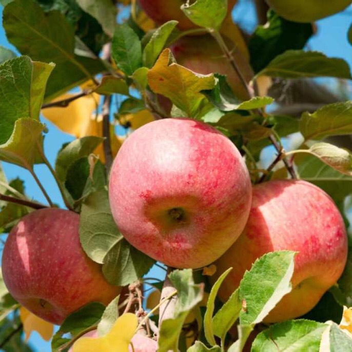 【精品果/机器精挑/顺丰包邮】新疆阿克苏冰糖心苹果光果脆甜多汁