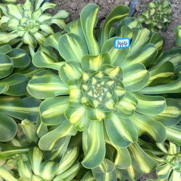 暴君法师多肉1414