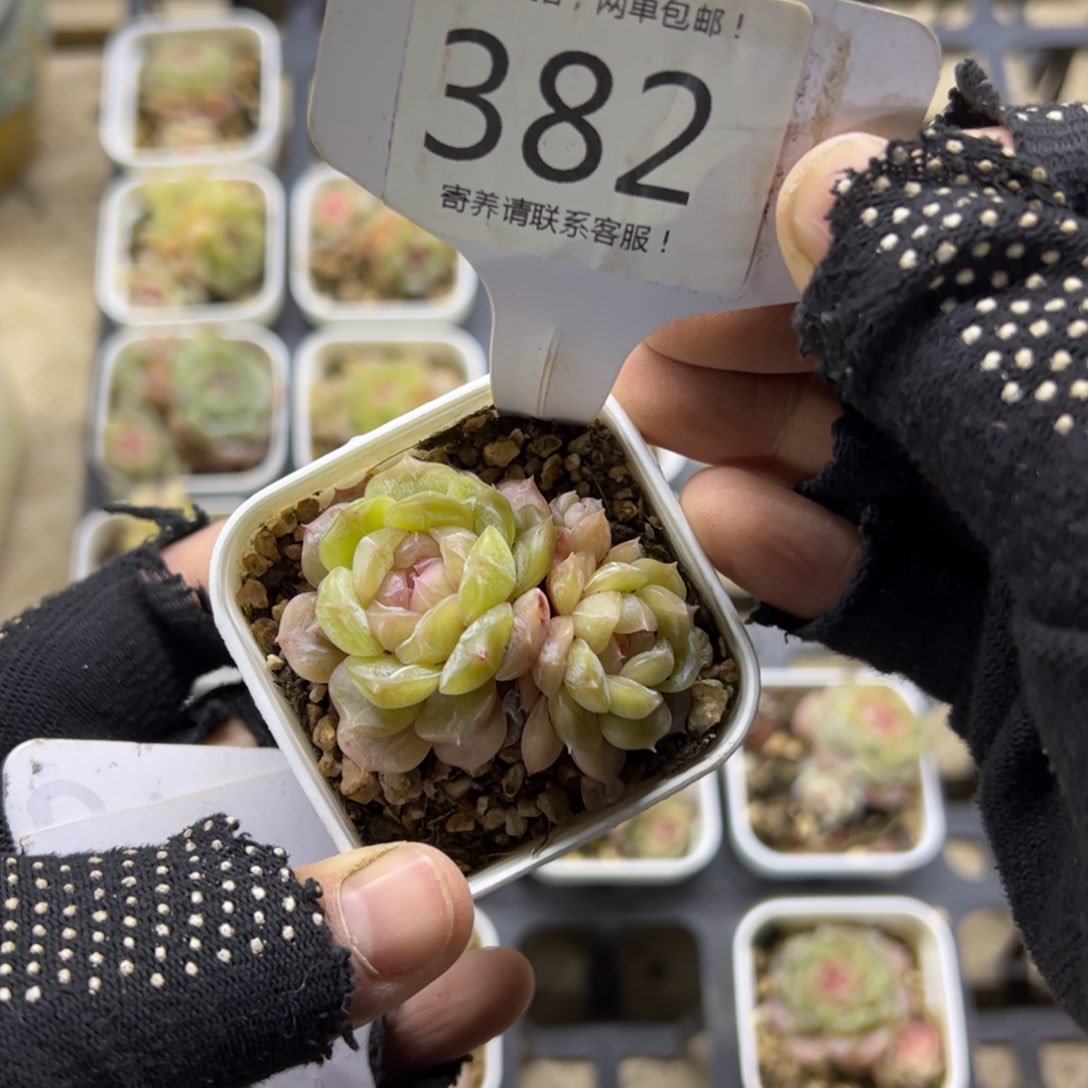 红陶382号多肉植物