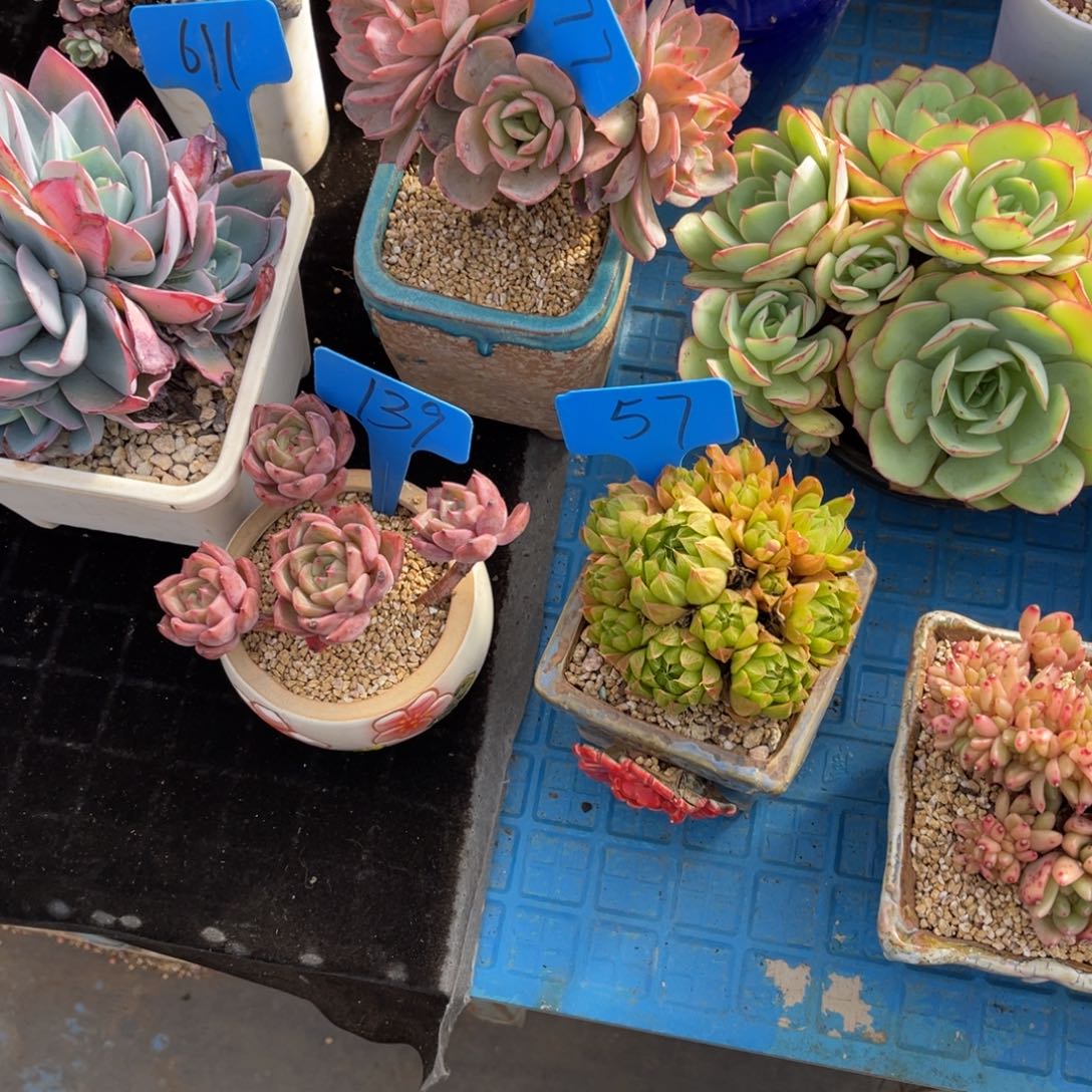 我**鱼0057玉露多肉植物