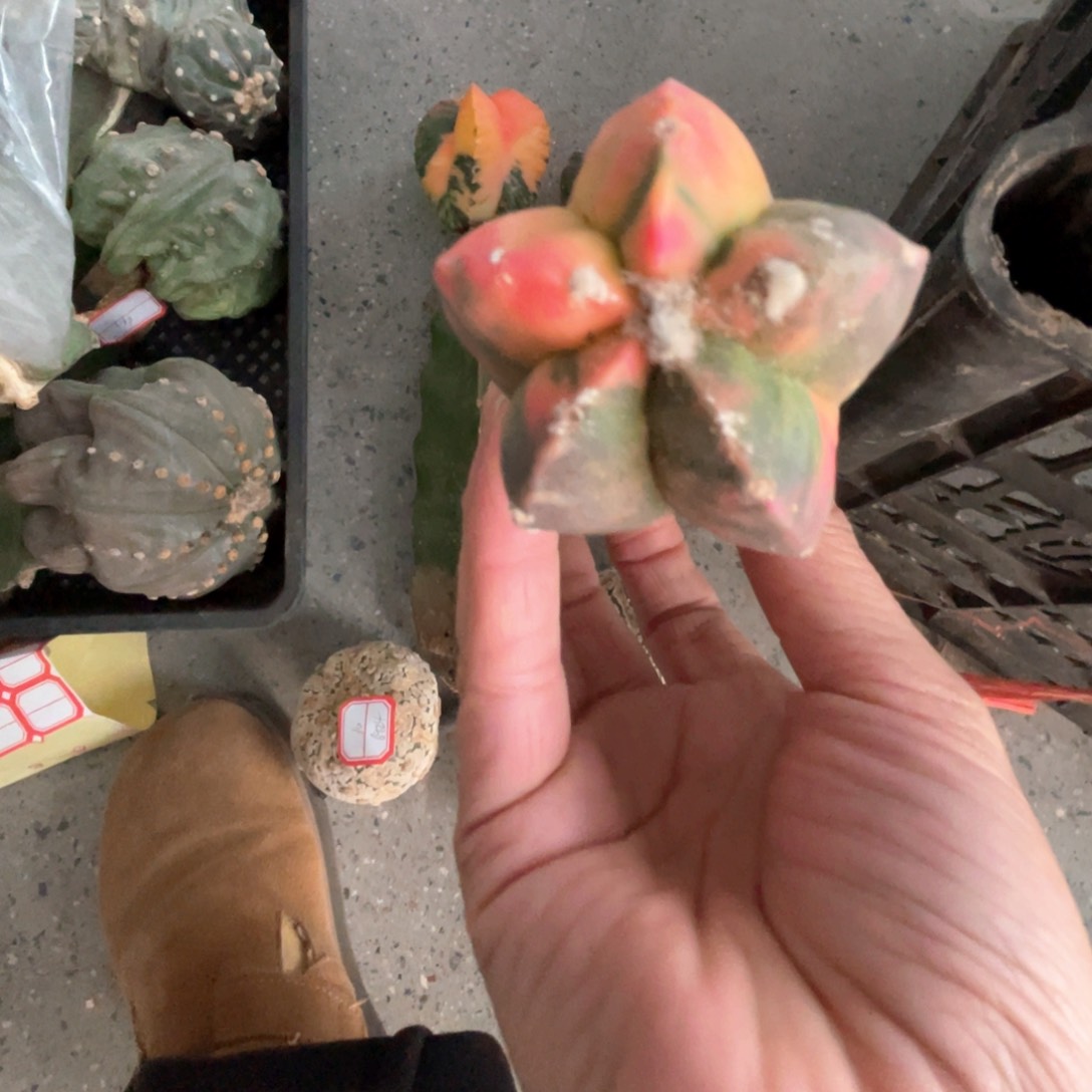 完全开放鸾凤玉1