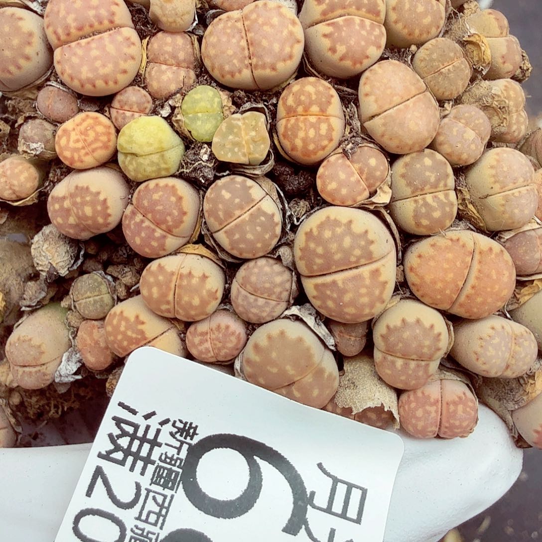 哈哈笑了好的是吗681