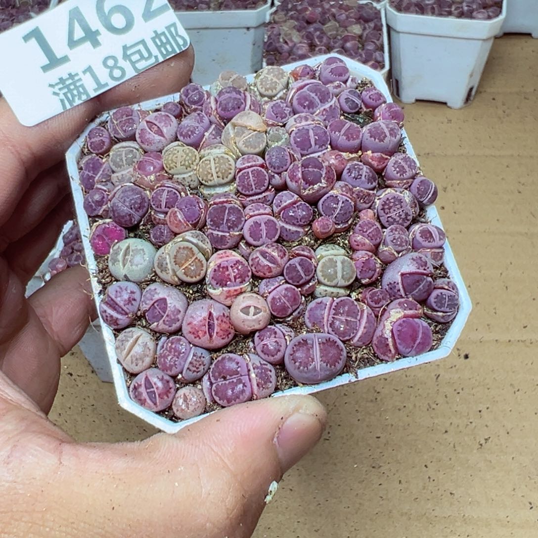 【闪购商品】 1462。   