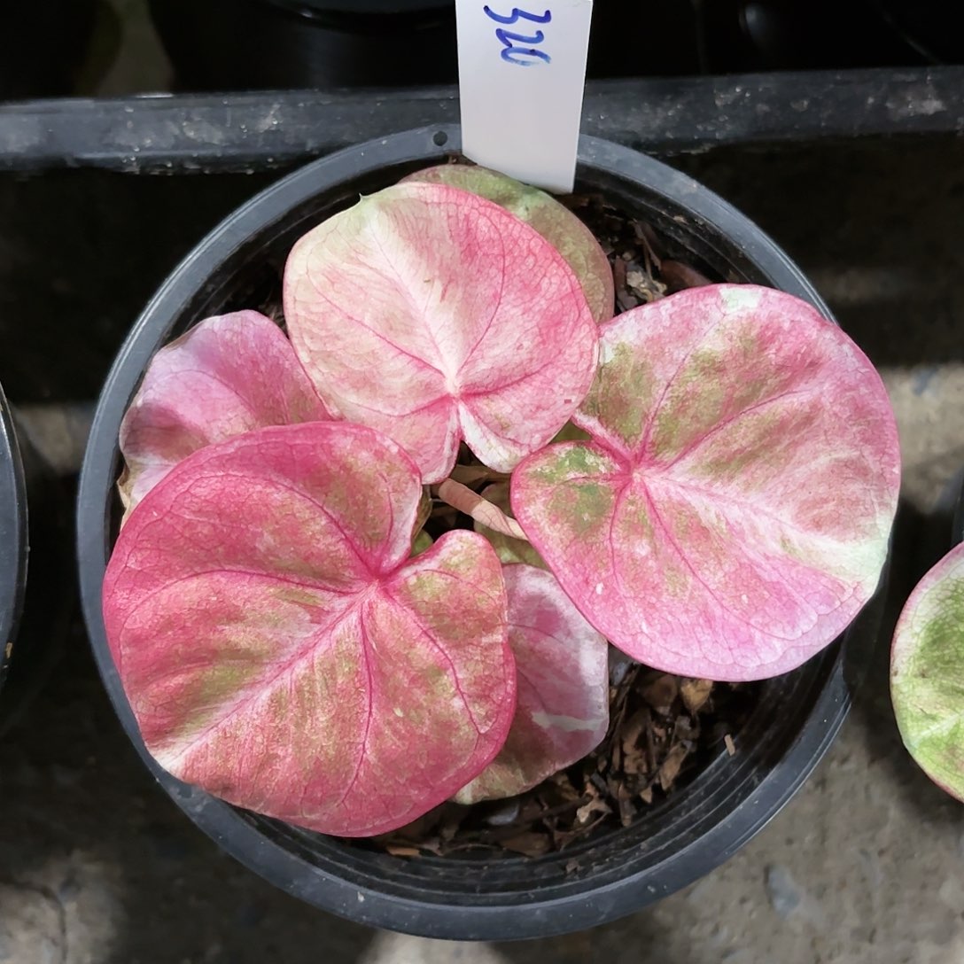 320-0119哈啦吧啦实生彩叶芋泰国发货