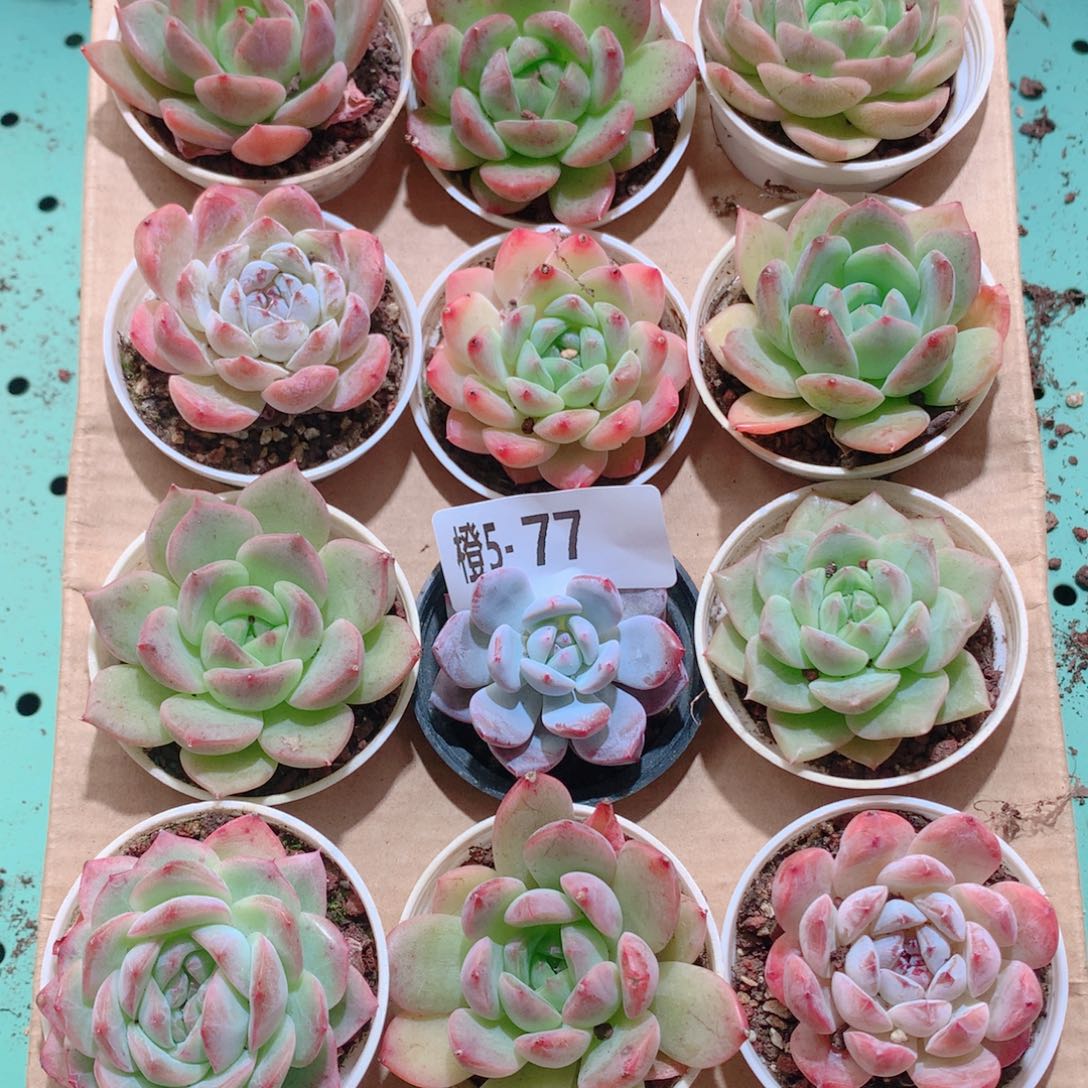 5-77一物一拍多肉带盆18颗