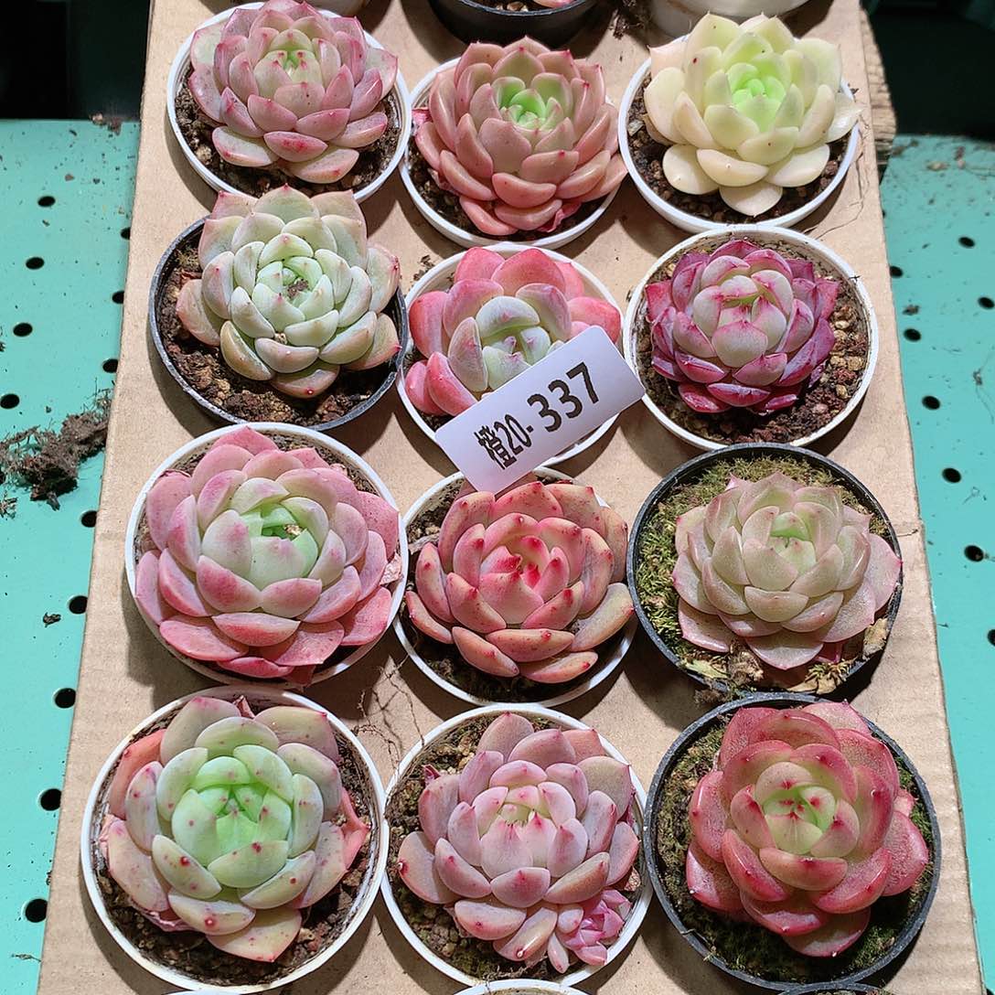 20-337一物一拍带盆18颗