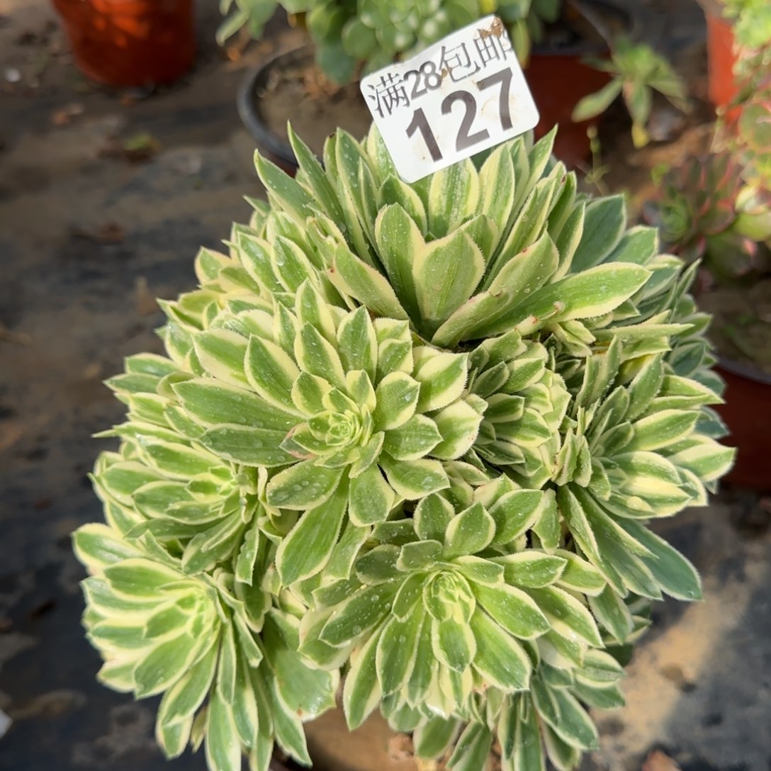 艳凝多肉127满28包邮断枝不包