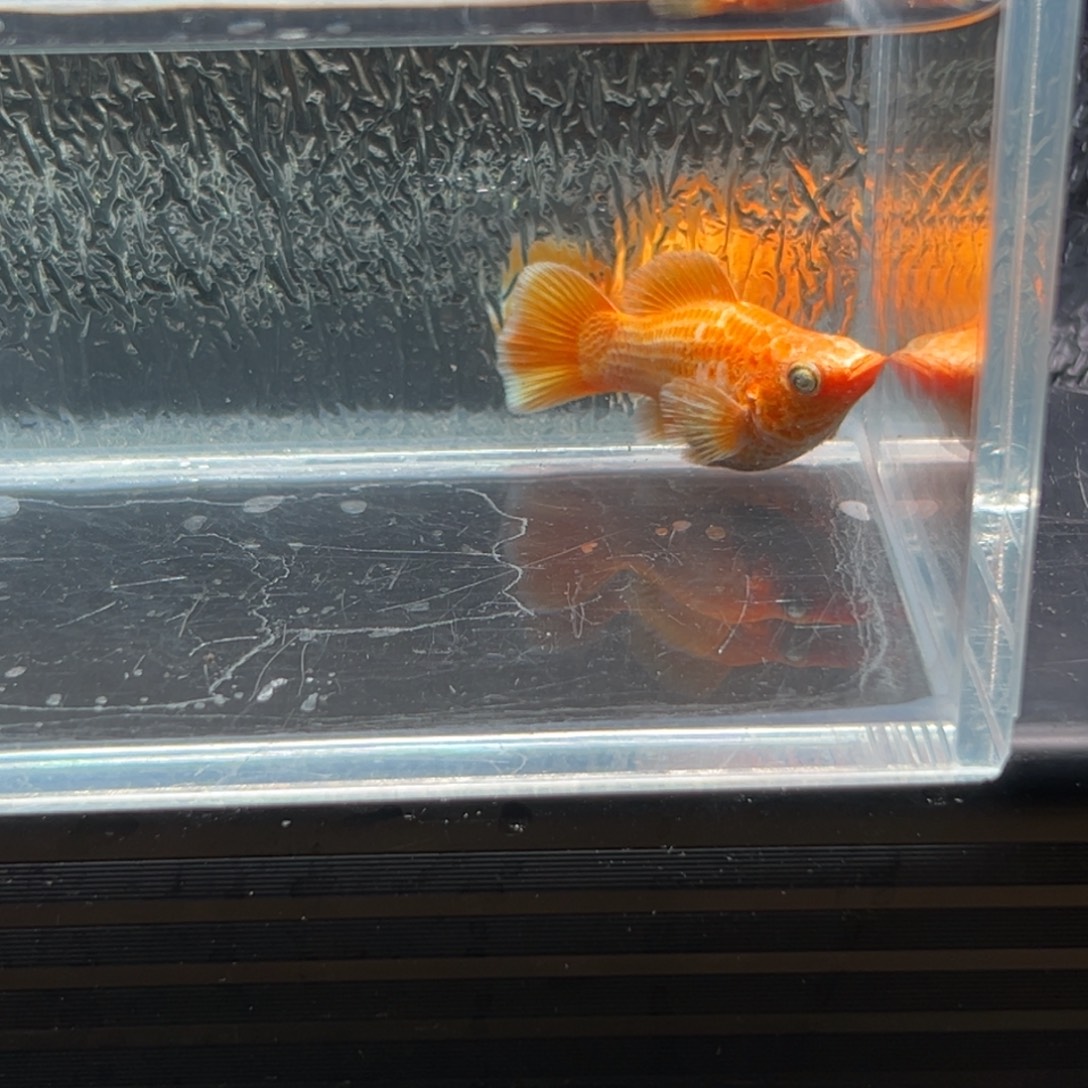 孔雀鱼玛丽鱼一条黄金母