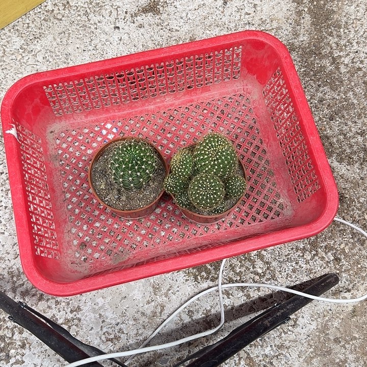 丹***丹无花朵丽花哈哈哈哈哈哈哈