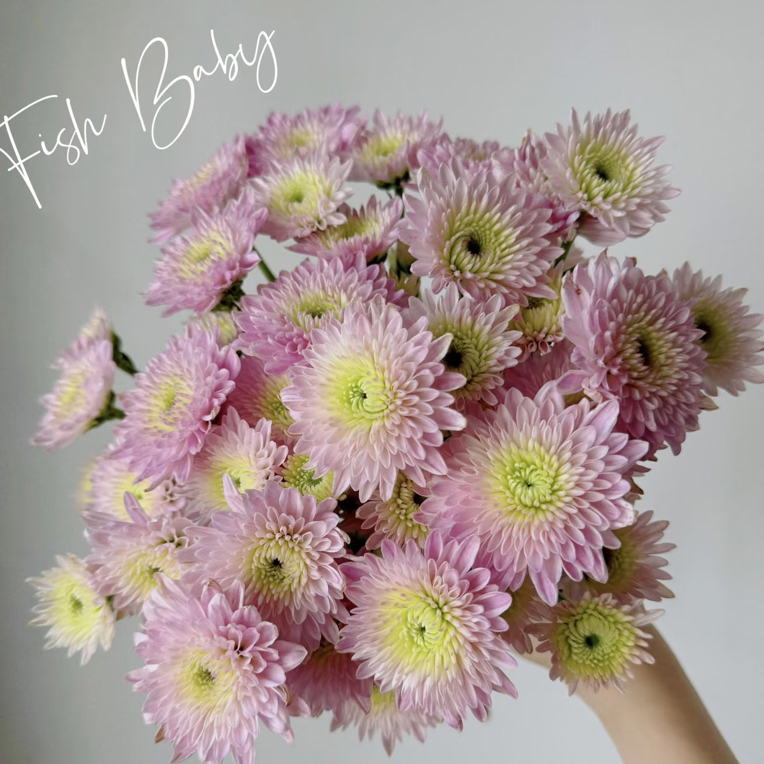 【卡明浅粉多头小雏菊】任意两单顺丰包邮，0度以下必拍保温棉！